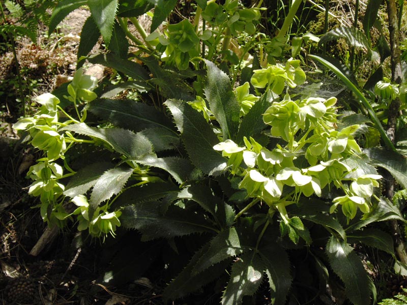 Helleborus argutifolius photo